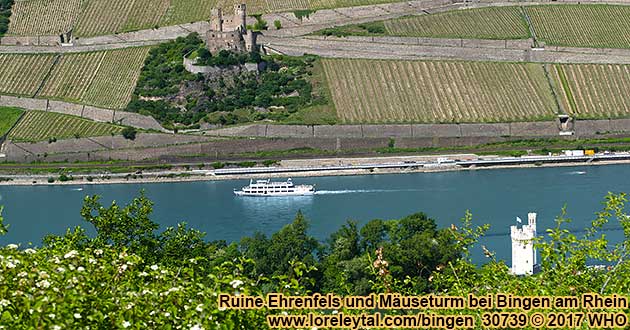 Ruine Ehrenfels bei Rdesheim am Rhein gegenber vom Museturm bei Bingen am Rhein